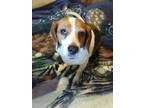 Adopt Sadie a Tricolor (Tan/Brown & Black & White) Beagle / Mixed dog in Lake