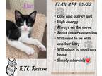 Adopt Elan a Black & White or Tuxedo Domestic Shorthair (short coat) cat in