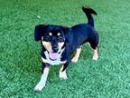 Adopt HAMBURGER a Tricolor (Tan/Brown & Black & White) Dachshund / Mixed dog in