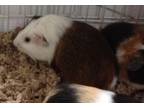 Adopt Baby Girl born 6/20/2022 a Guinea Pig small animal in Williston