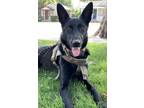Adopt Echo a Black Belgian Malinois / Mixed dog in San Jose, CA (35179434)