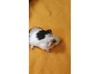 Baby Girls Born 6/20/2022, Guinea Pig For Adoption In Williston, Florida