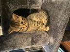 5 Mainecoon Mixed Kittens