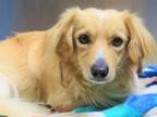Adopt JERRY a Dachshund, Mixed Breed