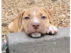 Adopt MERCURY a Pit Bull Terrier, Mixed Breed