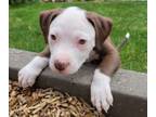 Adopt MARS a Pit Bull Terrier, Mixed Breed