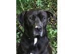 Adopt Rex #25 a Black Labrador Retriever
