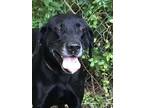 Adopt Sampson #17 a Black Labrador Retriever