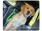 Adopt Reggie #16 a Yellow Labrador Retriever