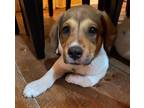 Adopt Maverick a Beagle, Great Pyrenees