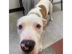 Adopt Independence a Pit Bull Terrier