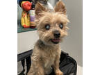 Adopt Tito a Yorkshire Terrier