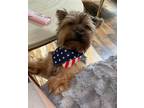 Adopt Chief Qimmi a Yorkshire Terrier
