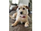 Adopt Shadow a Yorkshire Terrier