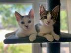 Adopt Kittens - Chase & Marshall a Domestic Short Hair
