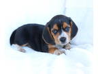 Beagle PUPPY FOR SALE ADN-420792 - Summer