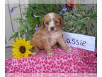 Cavapoo PUPPY FOR SALE ADN-420840 - Lassie