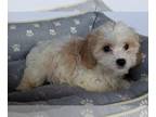 Cavachon PUPPY FOR SALE ADN-420561 - Cavachon For Sale Millersburg OH Male Ricky