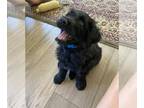 Goldendoodle PUPPY FOR SALE ADN-420560 - Goldendoodle puppy