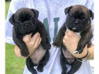 French Bulldog PUPPY FOR SALE ADN-420858 - 7 week old French bulldogs for sale