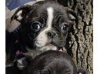 Buggs PUPPY FOR SALE ADN-420645 - 5 bugg Boston terrier x pug brothers