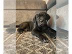Cane Corso PUPPY FOR SALE ADN-420974 - Cane Corso Italian Mastiff Puppies