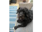 Adopt Marcy in NH a Yorkshire Terrier, Cairn Terrier