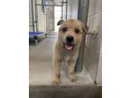 Adopt Timmy a Shepherd, Mixed Breed