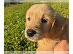 Golden Retriever PUPPY FOR SALE ADN-421224 - AKC Golden Retriever Puppies