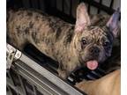 French Bulldog PUPPY FOR SALE ADN-420884 - Merle French Bulldog Male
