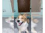 Border Collie DOG FOR ADOPTION ADN-420575 - Border Collie Mix Ollie
