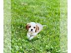 Cavalier King Charles Spaniel DOG FOR ADOPTION ADN-420875 - AKC registered