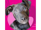 Adopt Zoe a Labrador Retriever, Greyhound