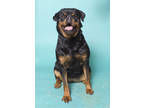 Adopt Lily a Black Rottweiler / Mixed dog in Santa Paula, CA (35198569)