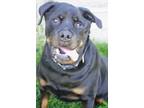 Adopt Murtaugh a Black Rottweiler / Mixed dog in St. Catharines, ON (35193901)