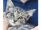 Adopt Liberty a Gray, Blue or Silver Tabby Bengal (medium coat) cat in