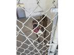 Adopt A122861 a Pit Bull Terrier