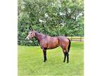 Exceptionally Well Bred Racing Or Broodmare By Street Sense Sale Or Trade