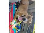 Adopt BO a American Staffordshire Terrier, Mixed Breed