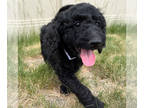 Goldendoodle PUPPY FOR SALE ADN-421786 - Stormy 25 pounds as adult Multi gen