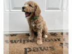 Goldendoodle PUPPY FOR SALE ADN-421798 - Stormy 25 pounds as adult Multi gen