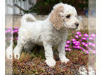 Goldendoodle PUPPY FOR SALE ADN-421806 - Angel 35 pounds as adult Multi gen