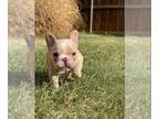 French Bulldog PUPPY FOR SALE ADN-421491 - solid white creams lilacs merles
