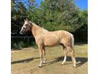 Adopt Elvis a Quarterhorse, Standardbred
