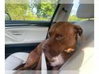 American Pit Bull Terrier Mix DOG FOR ADOPTION RGADN-1027880 - Daisy - Pit Bull