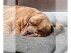 Dogue de Bordeaux Mix DOG FOR ADOPTION RGADN-1028040 - ARCHIE - Dogue de