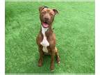 American Staffordshire Terrier DOG FOR ADOPTION RGADN-1028126 - CHARLES -