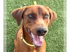 Doberman Pinscher Mix DOG FOR ADOPTION RGADN-1028230 - Archie NEEDS FOSTER -