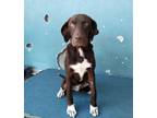 Adopt Snickers a Chocolate Labrador Retriever, German Shorthaired Pointer