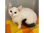 Adopt Lulu Pickles a White American Shorthair / Domestic Shorthair / Mixed cat